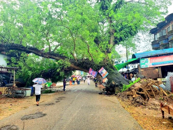 কালীগঞ্জে আকস্মিকভাবে বিশাল আকৃতির শতবর্ষী গাছ উপড়ে পড়ল ভবনের উপর, আহত ১ 
